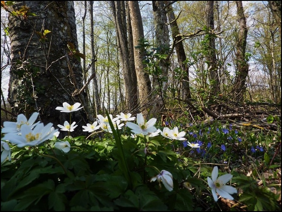 sous-bois printannier