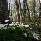 sous-bois printannier