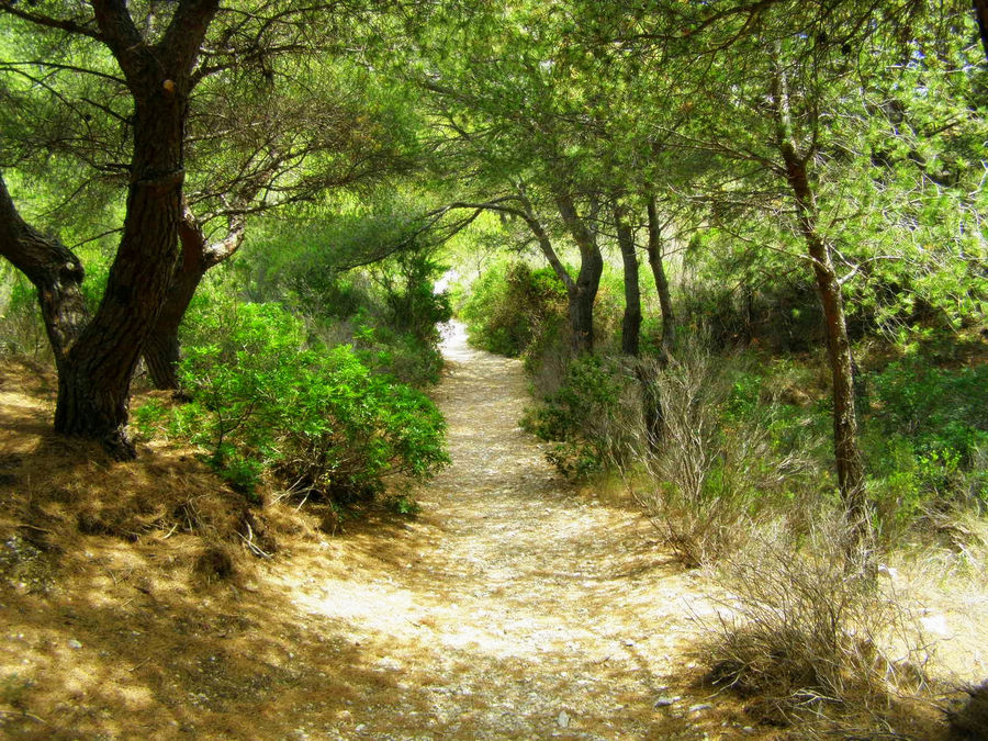 Sous-bois sur les hauteurs de Marseille