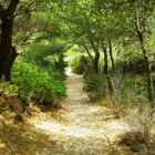 Sous-bois sur les hauteurs de Marseille