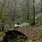 sous bois vallee de corbe