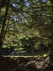 Sous-bois, vallée du Rioumajou -- 12/2015 Hautes Pyrénées -- Unterholz in dem Rioumajou-Tal