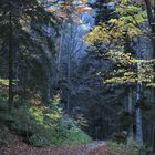 Sous-bois Vosgien