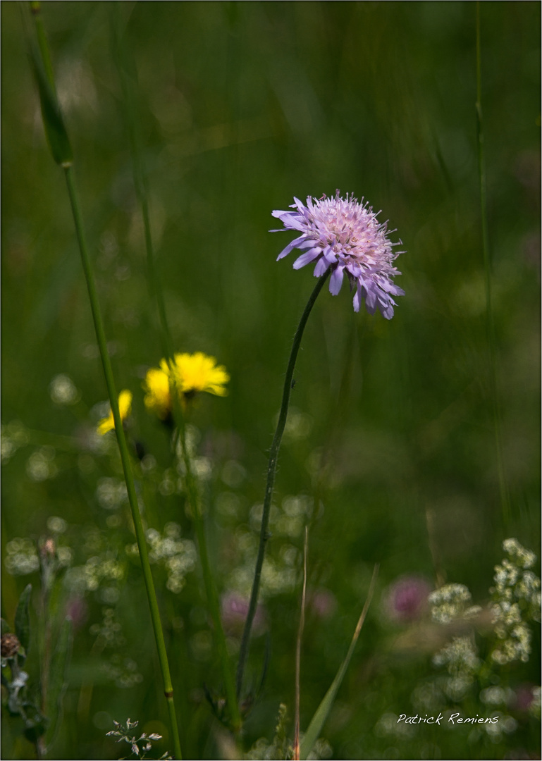 sous herbes 1