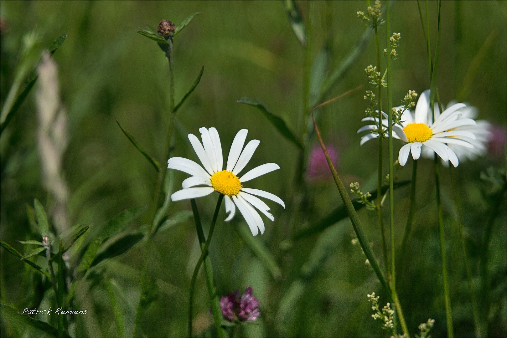 sous herbes 2