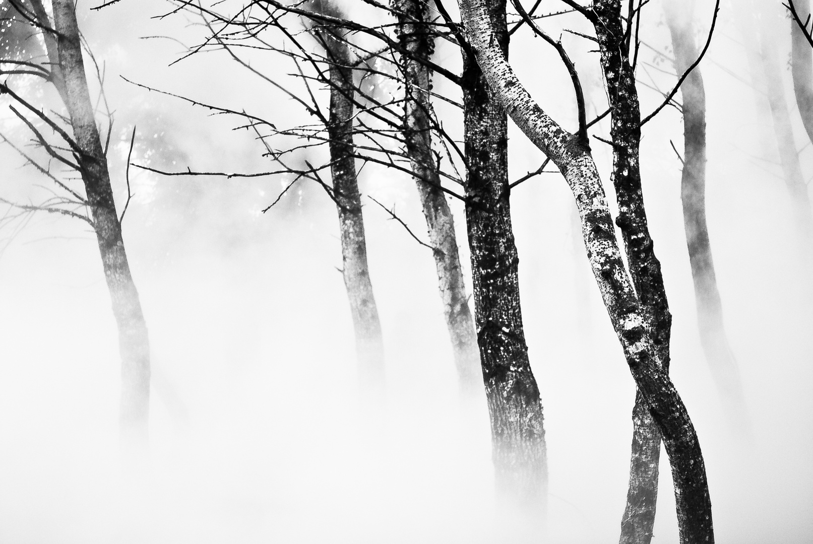 Sous la brume, l'écorce.