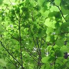 Sous la fraicheur de l'arbre