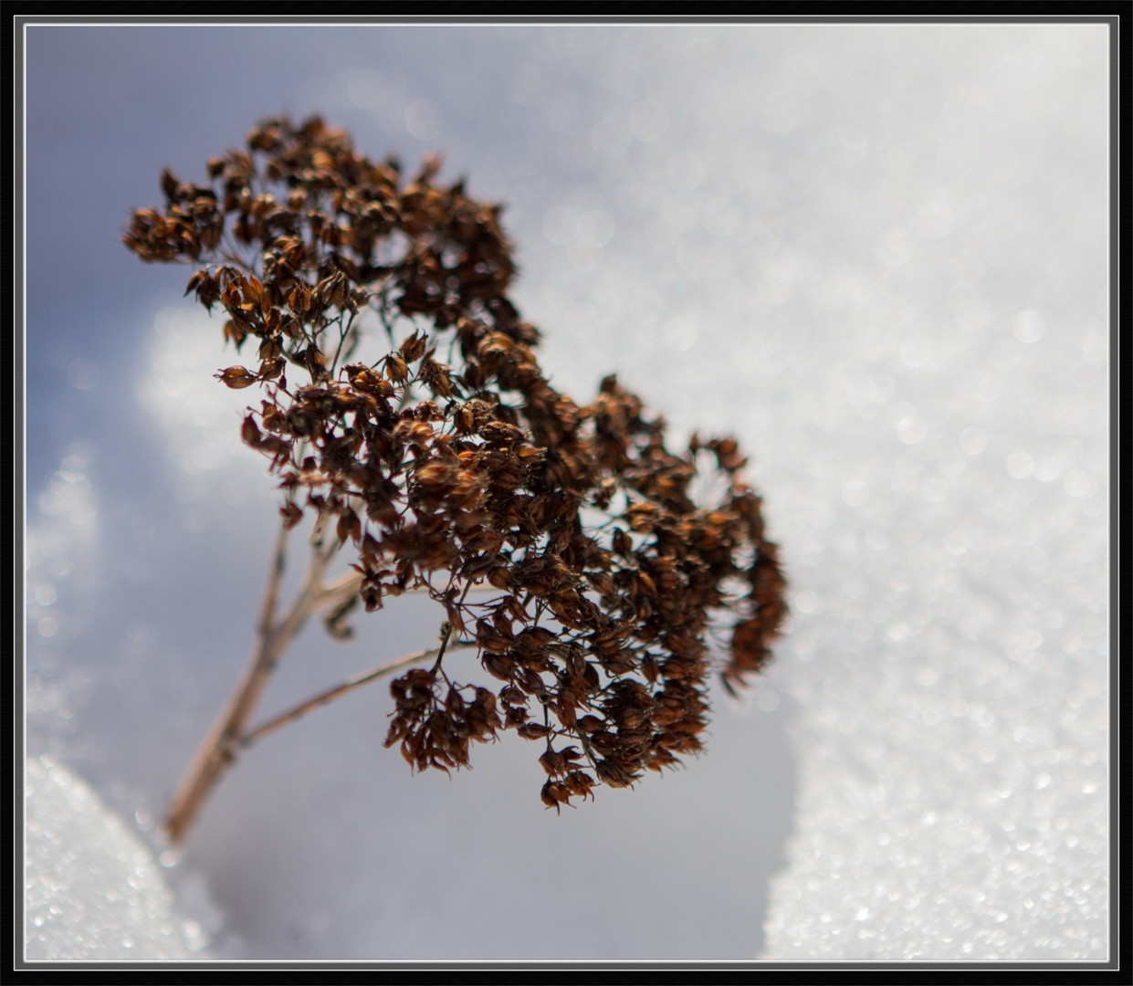 Sous la neige