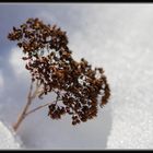 Sous la neige