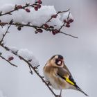 Sous la neige