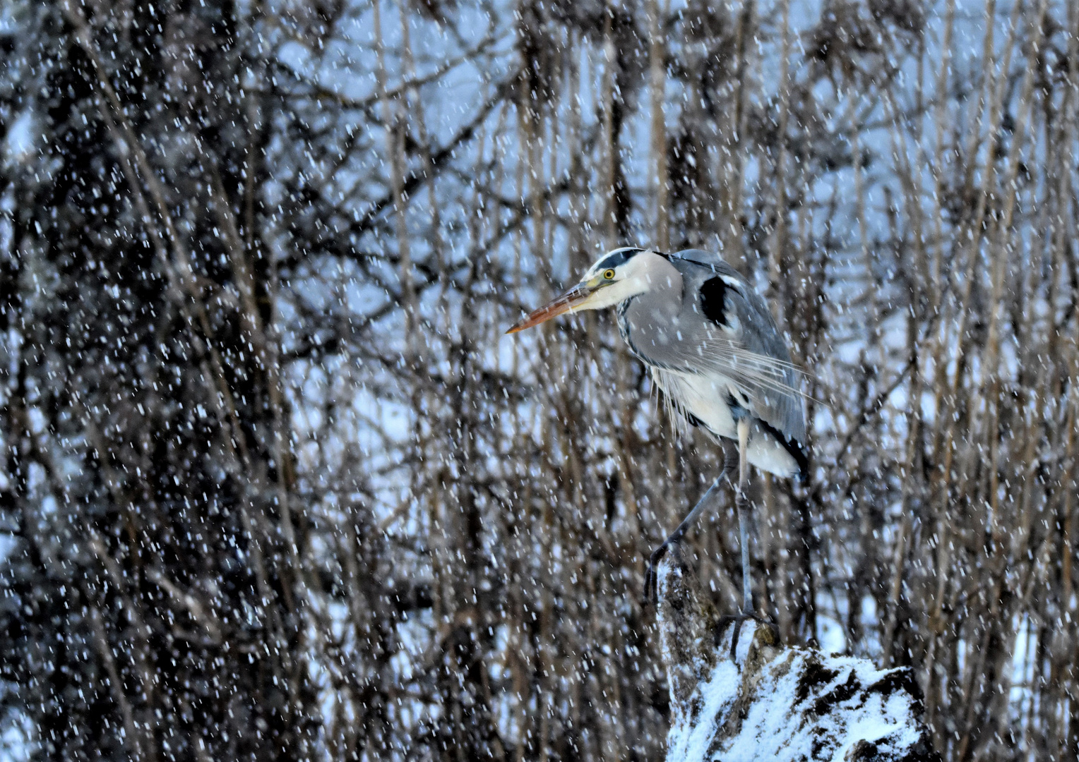 Sous la neige!!