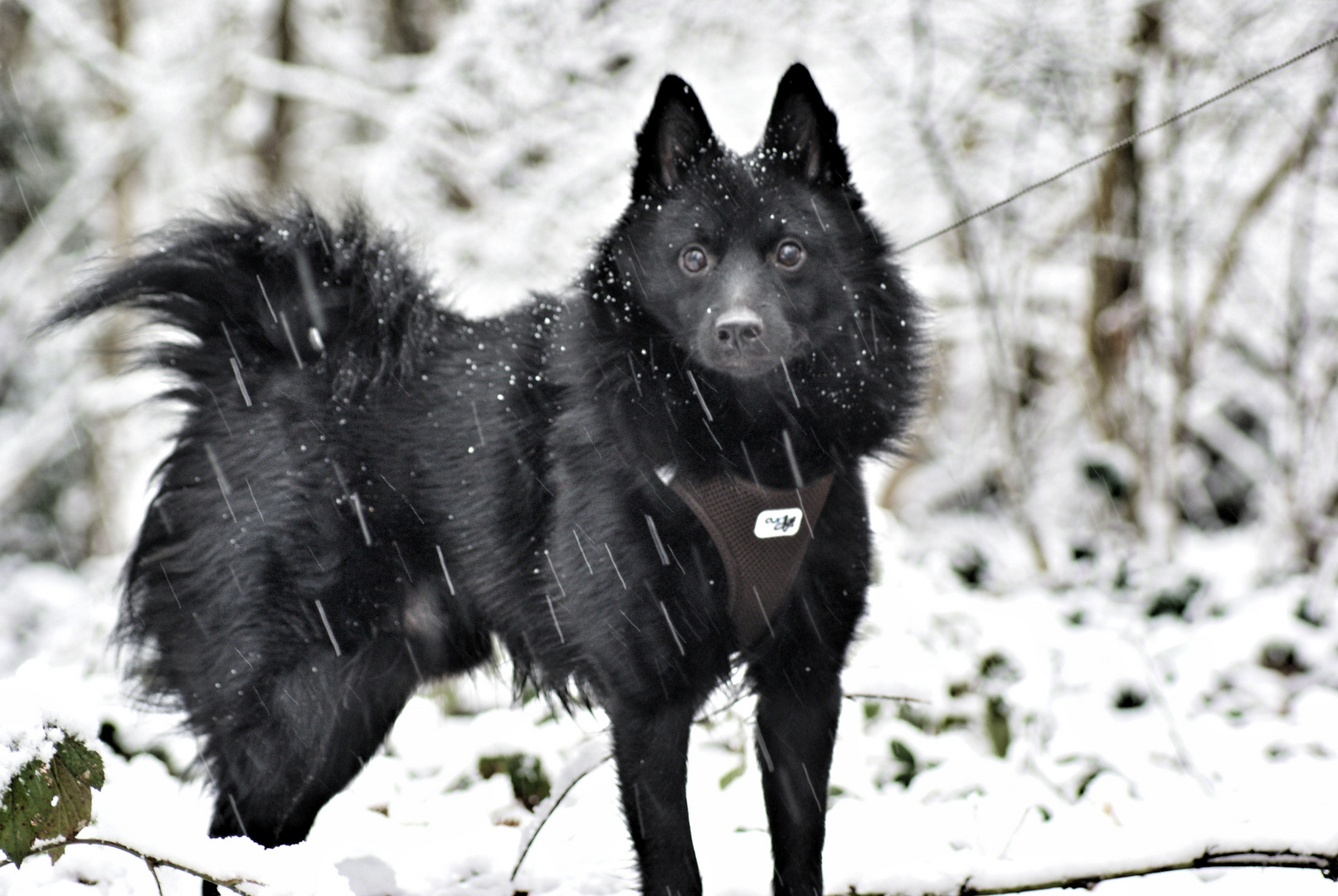 sous la neige