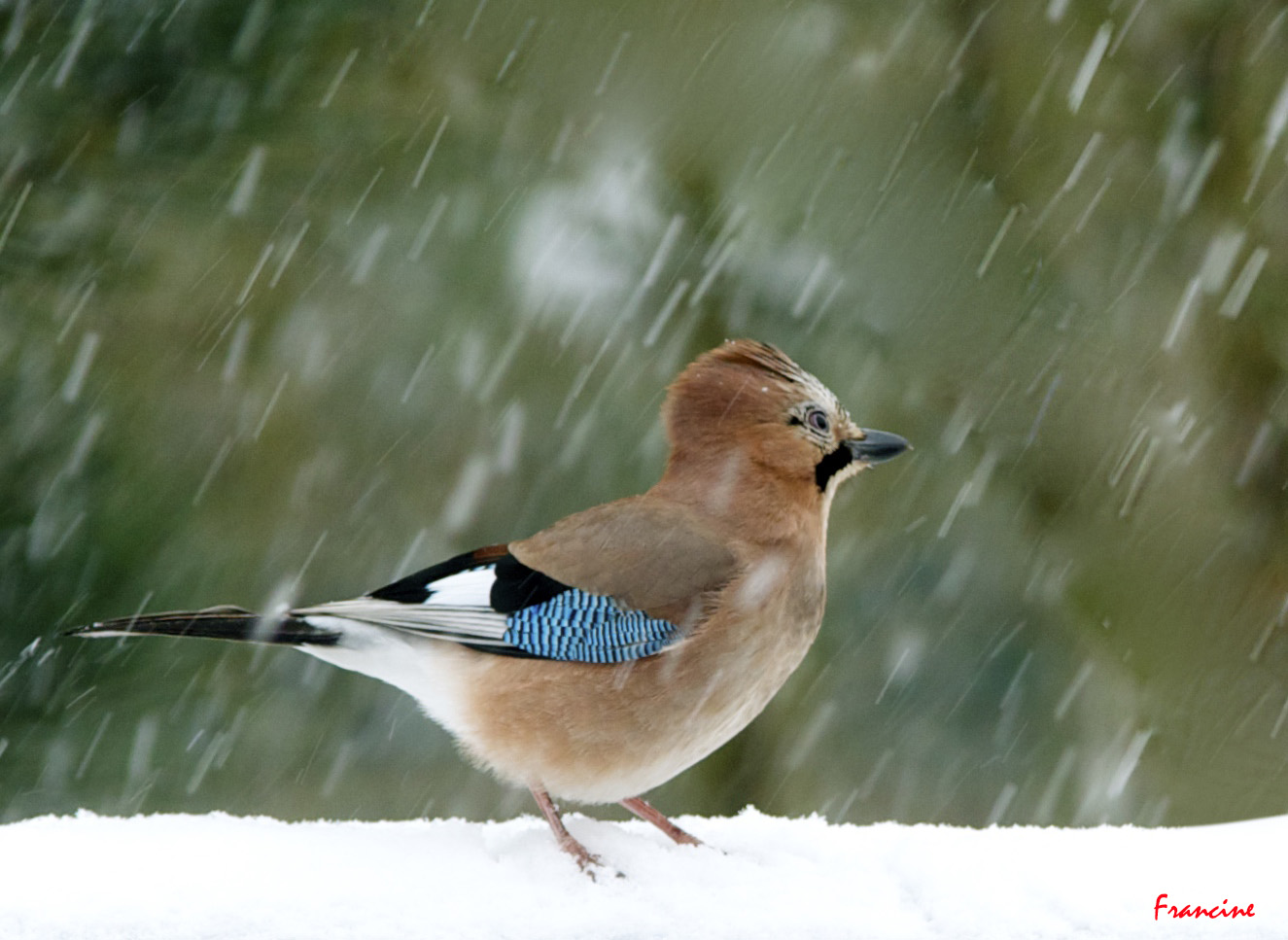 Sous la neige ...