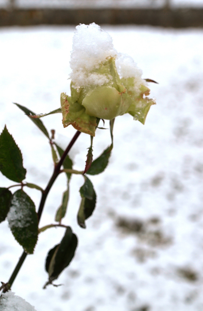 Sous la neige ...