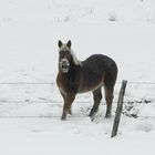 sous la neige