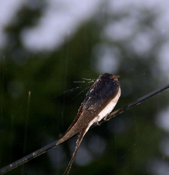 Sous la pluie