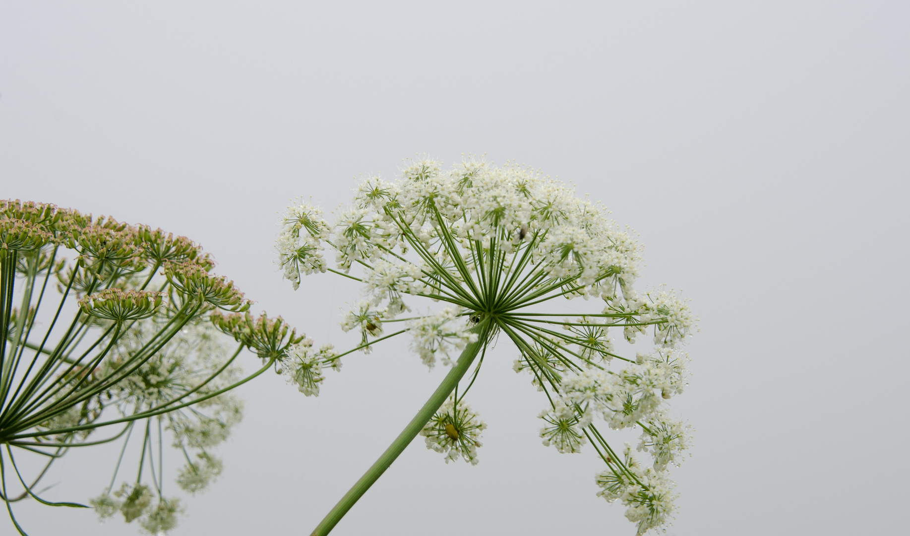 sous la pluie