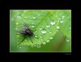 Sous la pluie von JURAFR 