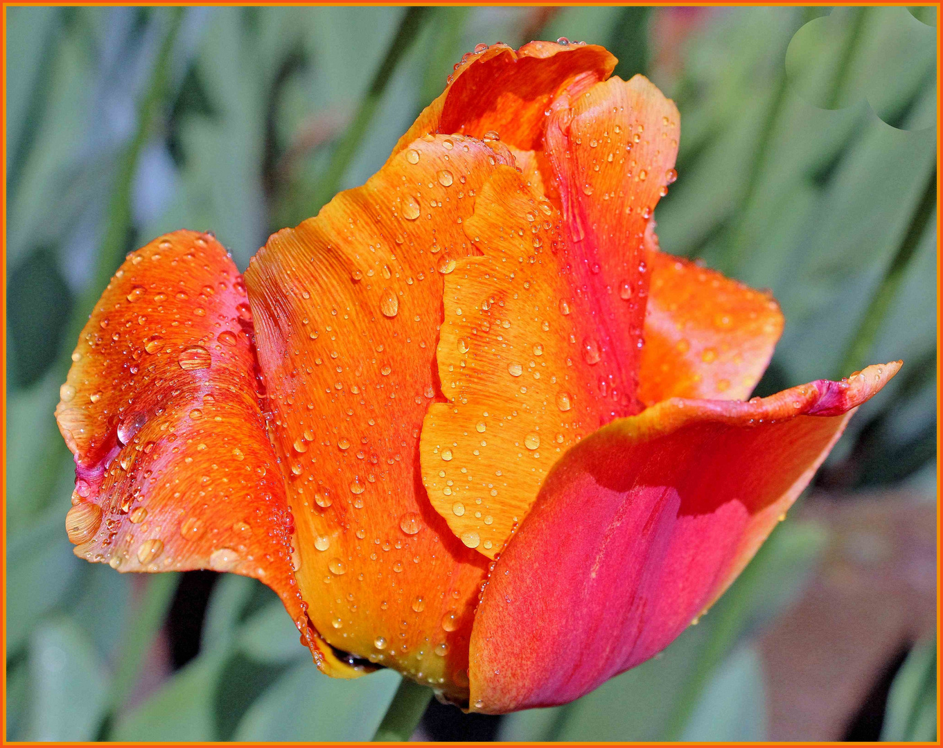 Sous la pluie