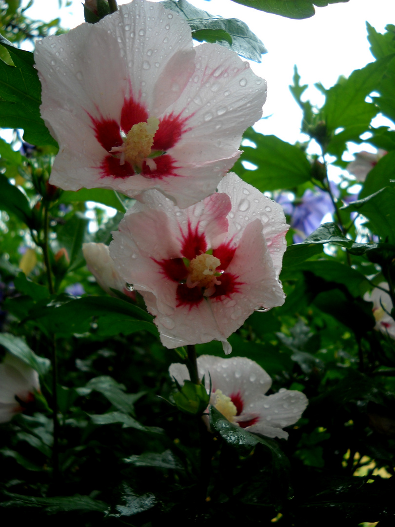 SOUS LA PLUIE