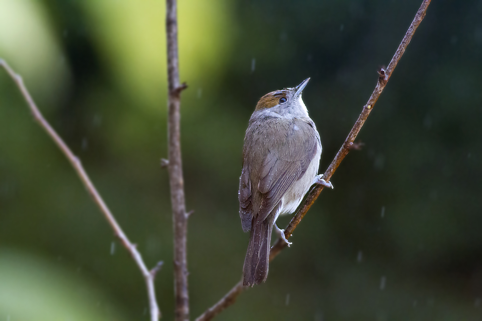 sous la pluie