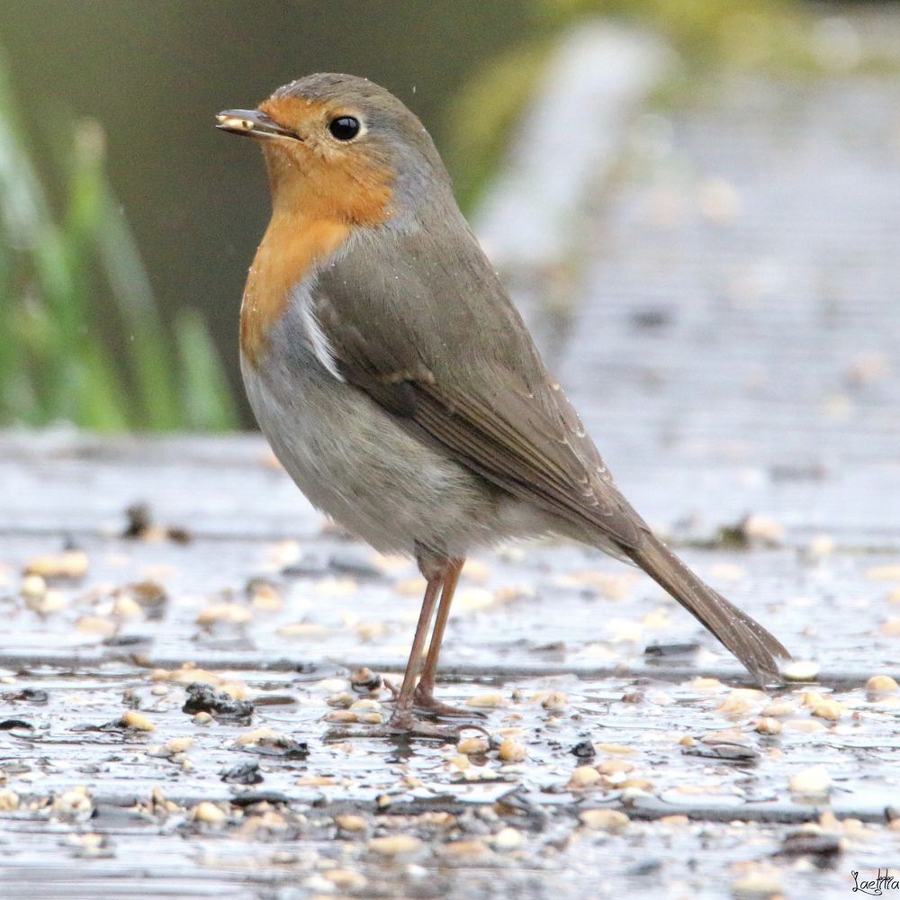 Sous la pluie photo et image