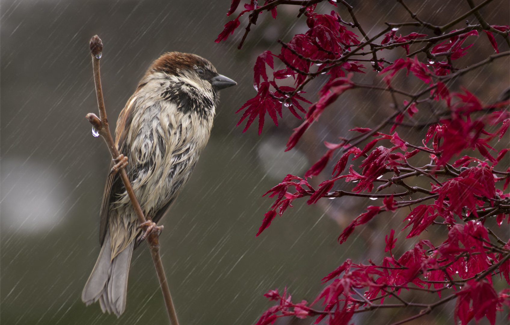 Sous la pluie (Passer domesticus, moineau domestique)