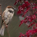 Sous la pluie (Passer domesticus, moineau domestique)