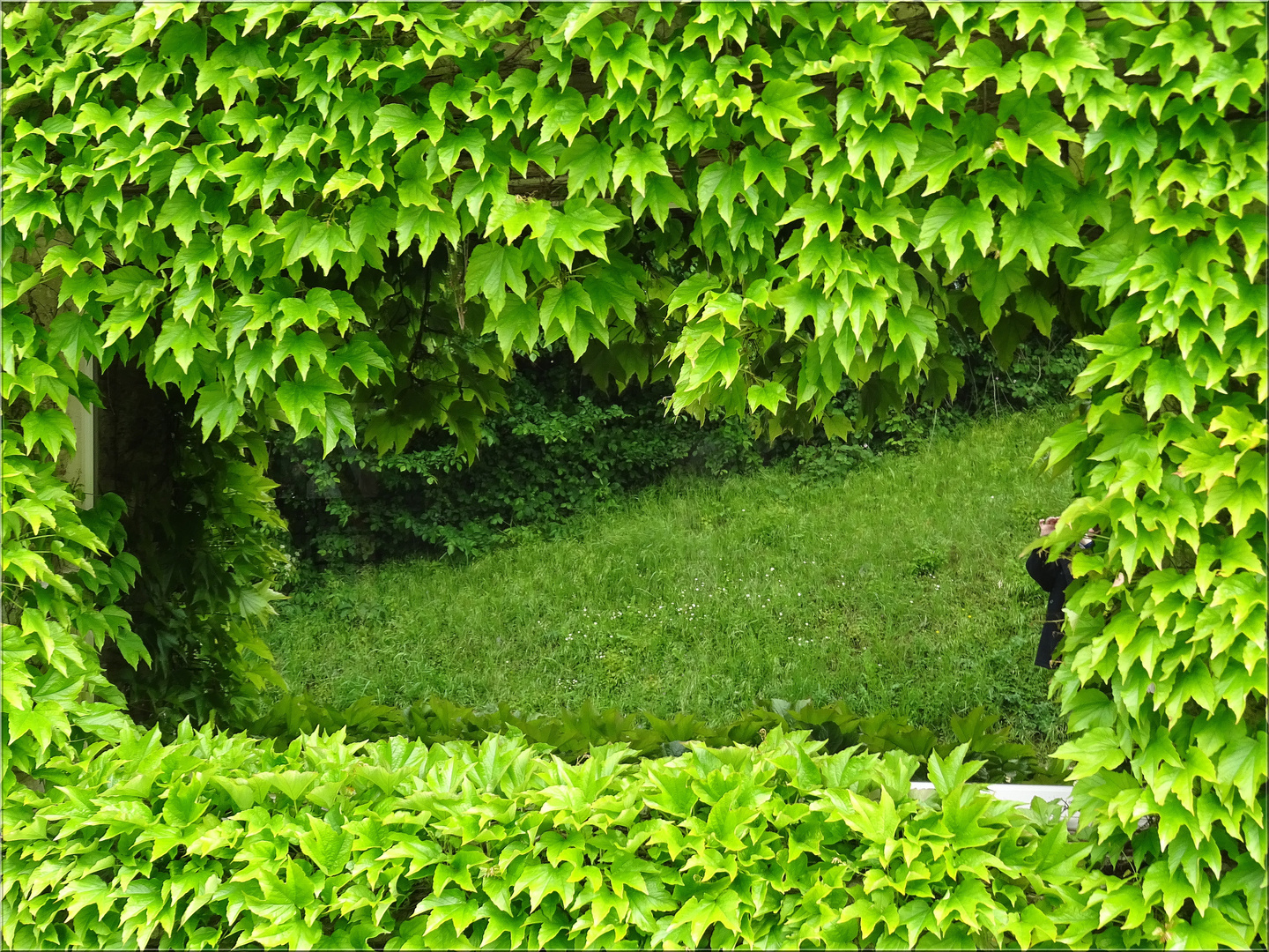 ..Sous la verdure, une fenêtre..