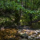 Sous la voûte des arbres