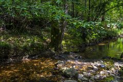 Sous la voûte des arbres