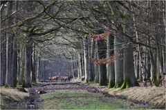 Sous la voûte des bois.