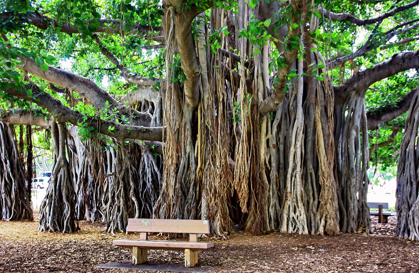 sous l'arbre Banyan