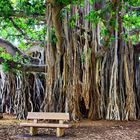 sous l'arbre Banyan