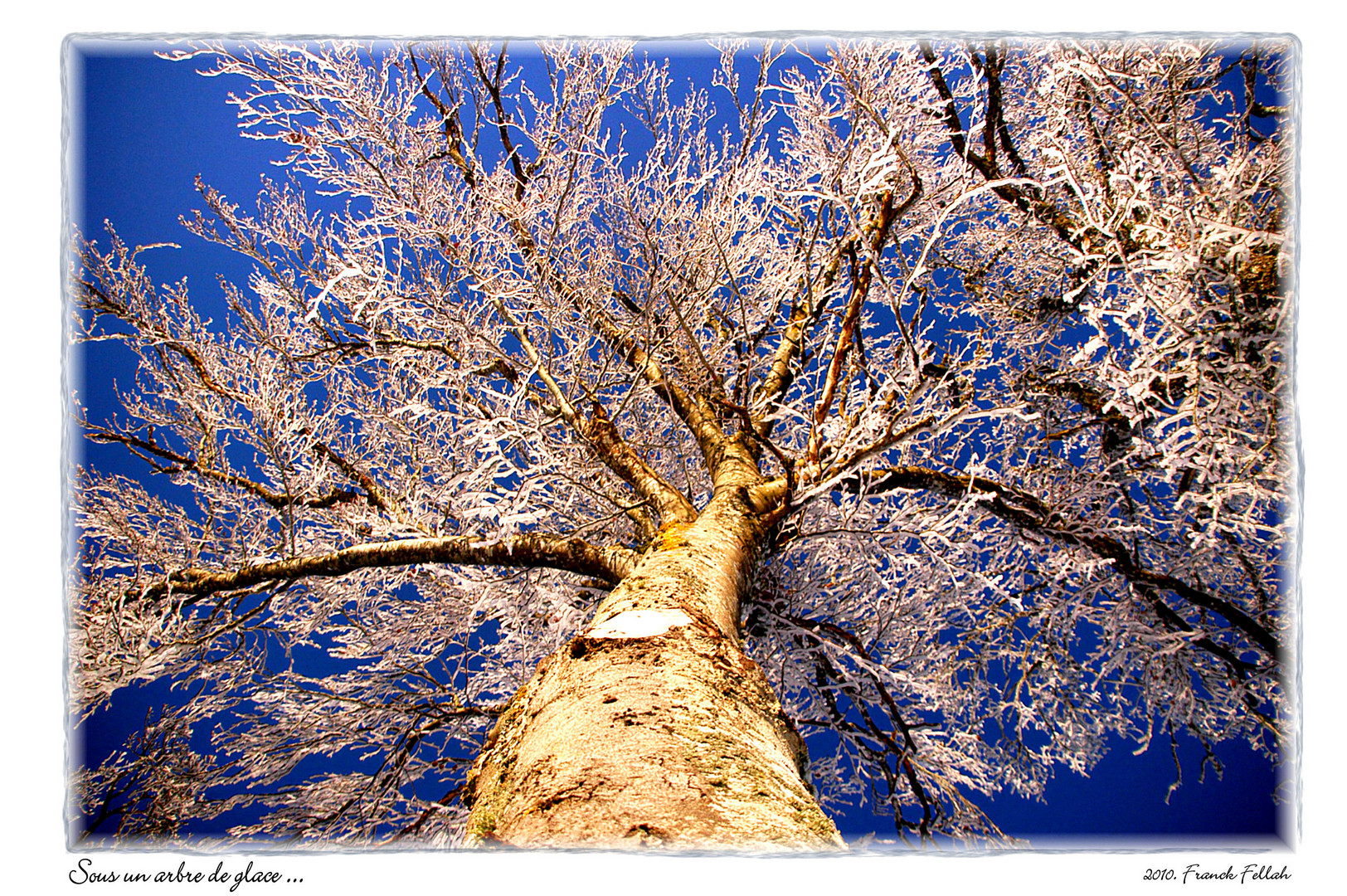 Sous l'arbre de glace.