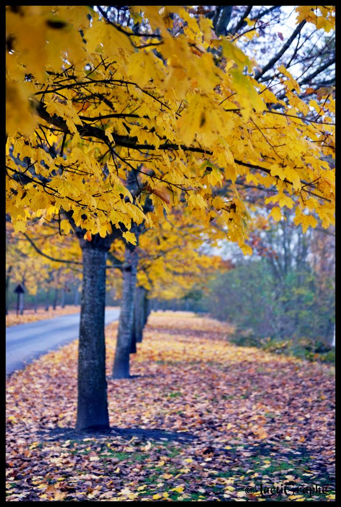 sous l'automne et les feuilles mortes