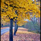 sous l'automne et les feuilles mortes