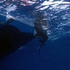 SOUS LE BATEAU DE PECHE