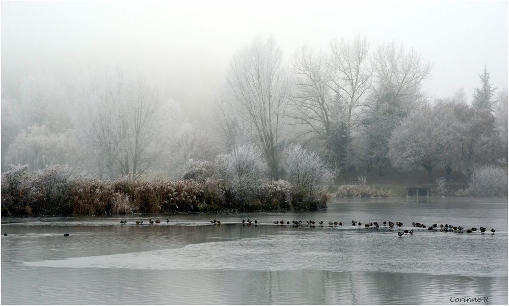 Sous le brouillard