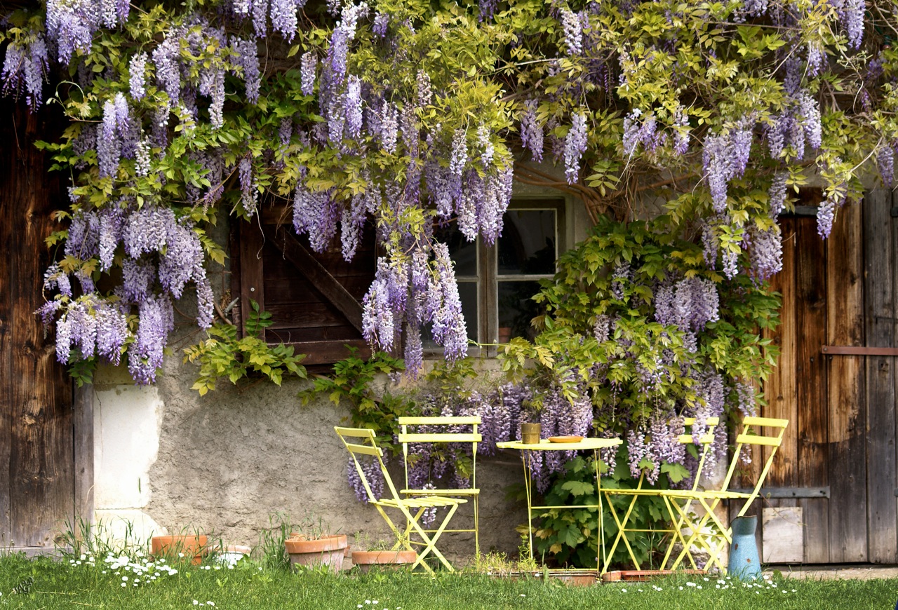 Sous le charme de la glycine.....