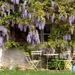 Sous le charme de la glycine.....