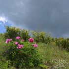 * sous le ciel  orageux  des Alpes de Haute Provence * 2