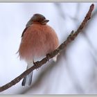 Sous le froid de décembre