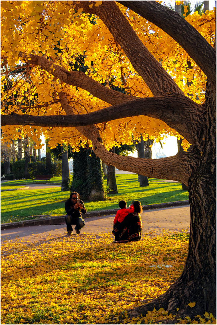 sous le ginko