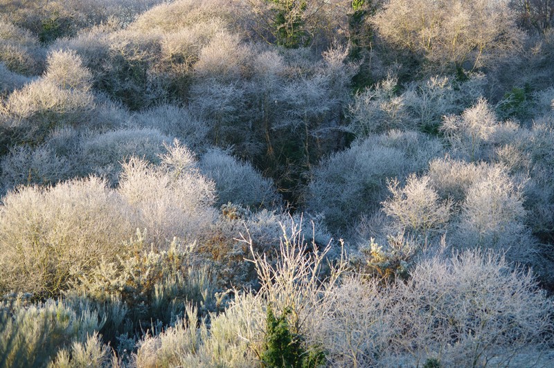 Sous le givre