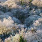 Sous le givre