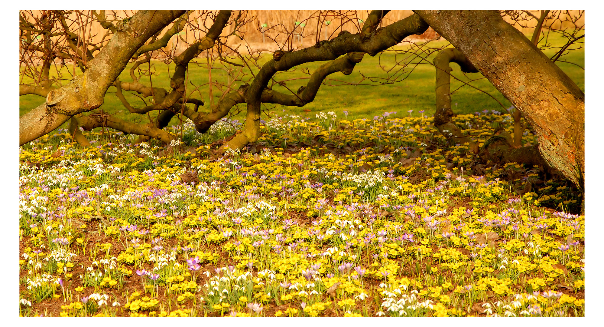 Sous le magnolia âgé