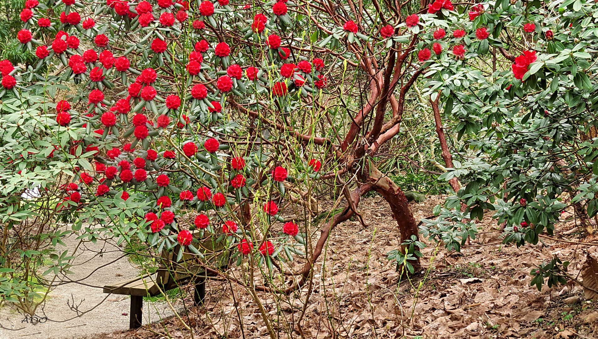 sous le Rhododendron rouge