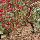 sous le Rhododendron rouge