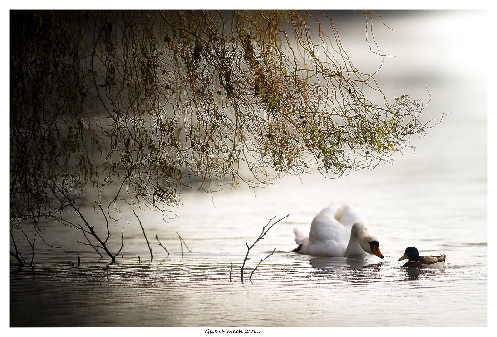 sous le signe du canard